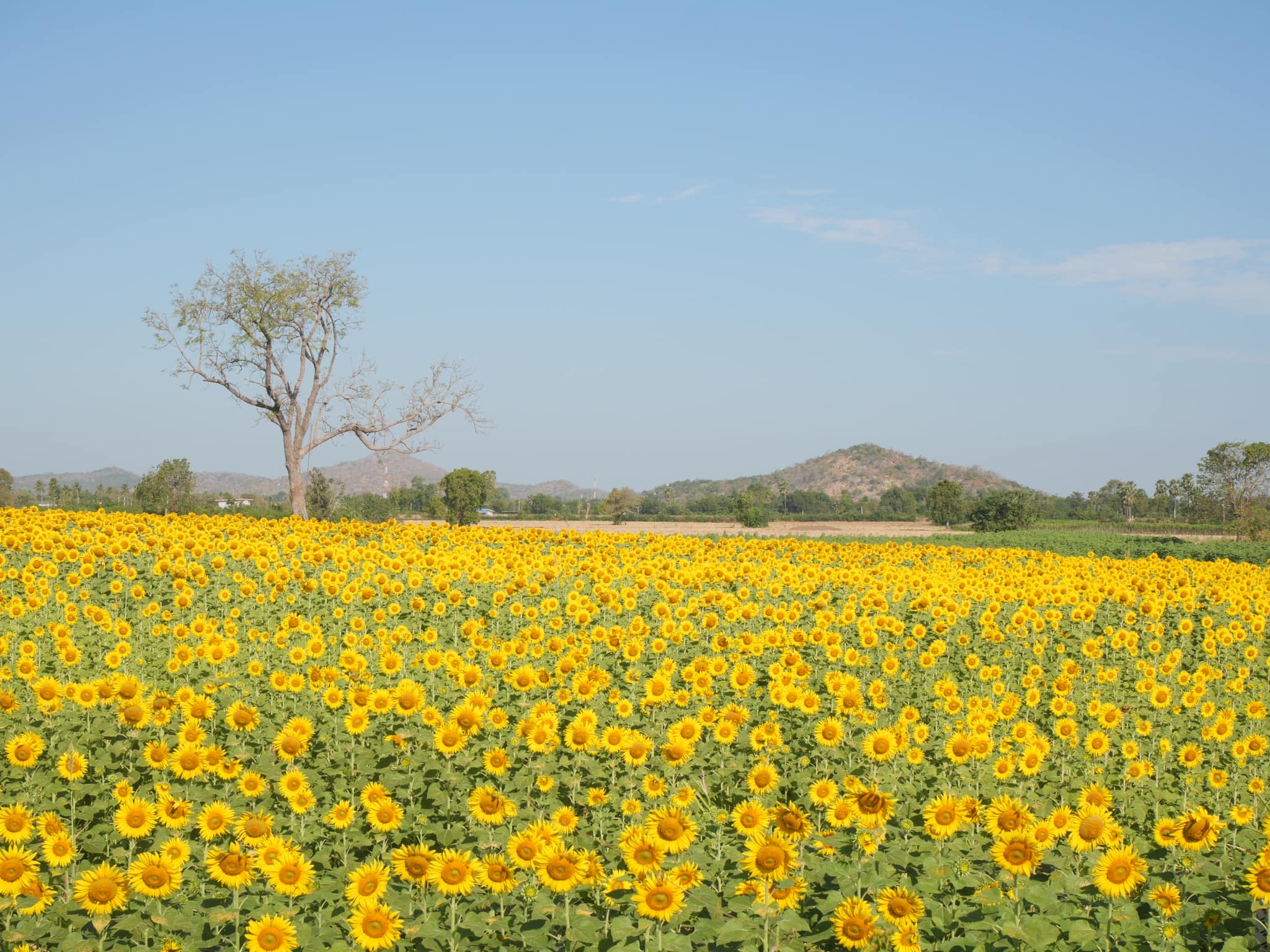 เชิญชวนประชาชนถ่ายรูปกับทุ่งทานตะวัน ต.หนองแขม อ.โคกสำโรง จ.ลพบุรี